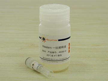 Sirt1/Sir2抗体(兔多抗)